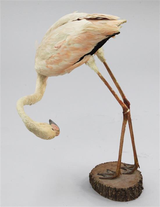 A taxidermic Greater Flamingo, 20th century,